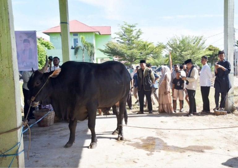 Wali Kota Pariaman Yota Balad melihat sapi kurban bantuan Presiden Prabowo Subianto untuk Kota Pariaman pada Idul Adha 1447 Hijriah/2026 M di Pariaman, Rabu (27/5/2026). IST