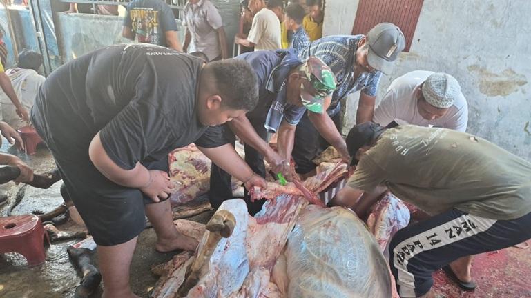 Proses penyembelihan dan pemotongan hewan kurban Iduladha 1447 H di Masjid Thariqatul Jannah, RT 02/02 Kelurahan Koto Lalang, Kecamatan Lubuk Kilangan, berlangsung dengan semangat kebersamaan dan gotong royong warga serta panitia kurban. IST