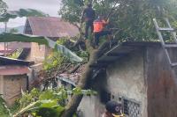 Hujan Disertai Angin Kencang, Pohon Rambutan Tumbang Timpa Rumah Warga di Mato Aia