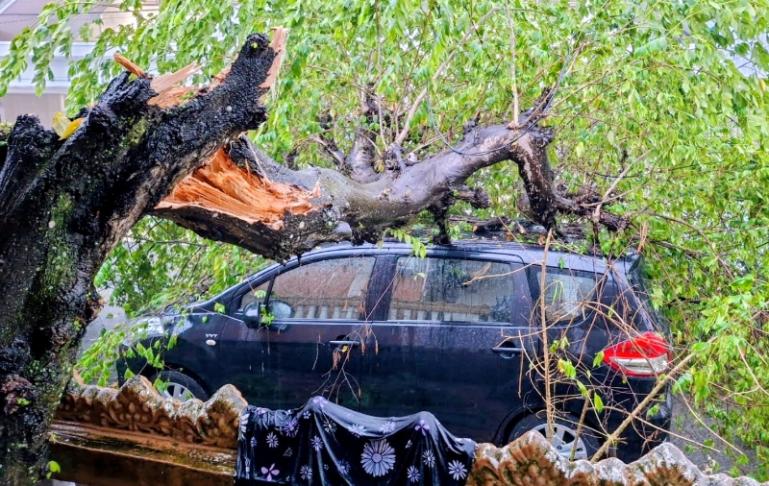 Salah satu kejadian pohon tumbang timpa kendaraan warga saat hujan lebat terjadi di Kota Padang, Minggu sore (21/6/2026). IST