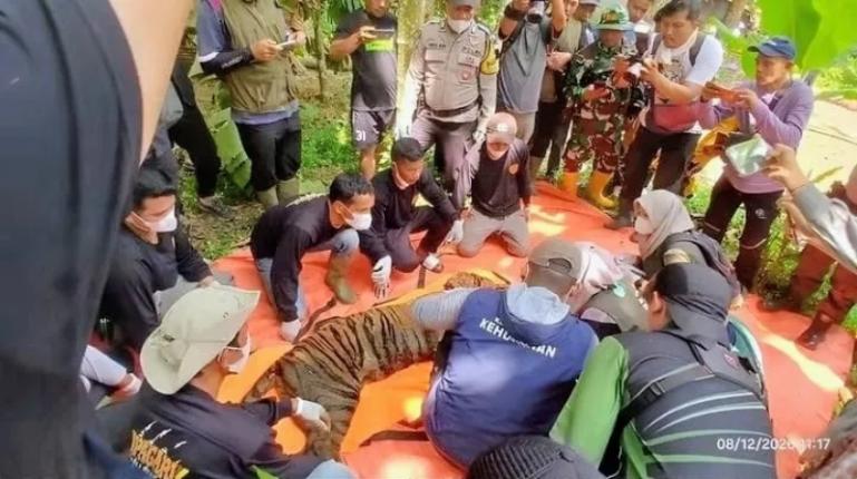 Tim BKSDA Sumbar bersiap mengevakuasi harimau yang berhasil ditangkap menggunakan perangkap di di Nagari Pasia Laweh, Palupuh, Agam, Selasa (11/8/2026). IST