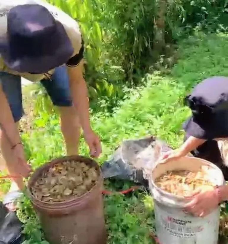 Mahasiswa Unitas bersama petani Jorong Sampan Tanah Nagari Baru Bajanjang Kabupaten Solok, sedang membuat pupuk cair organik. IST
