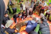 BKSDA Sumbar Bergerak Cepat, Harimau Sumatera Masuk Perangkap Dekat Sekolah di Agam