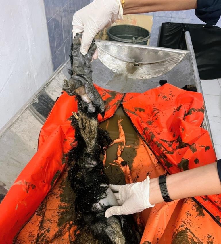 Sosok tubuh yang sempat menghebohkan warga di lokasi terdampak banjir bandang sedang teliti tim dokter RSUD Arosuka. IST